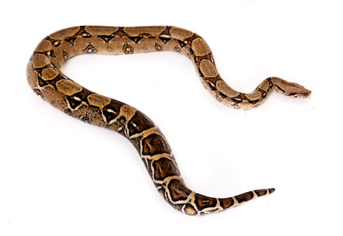 obese adult boa constrictor