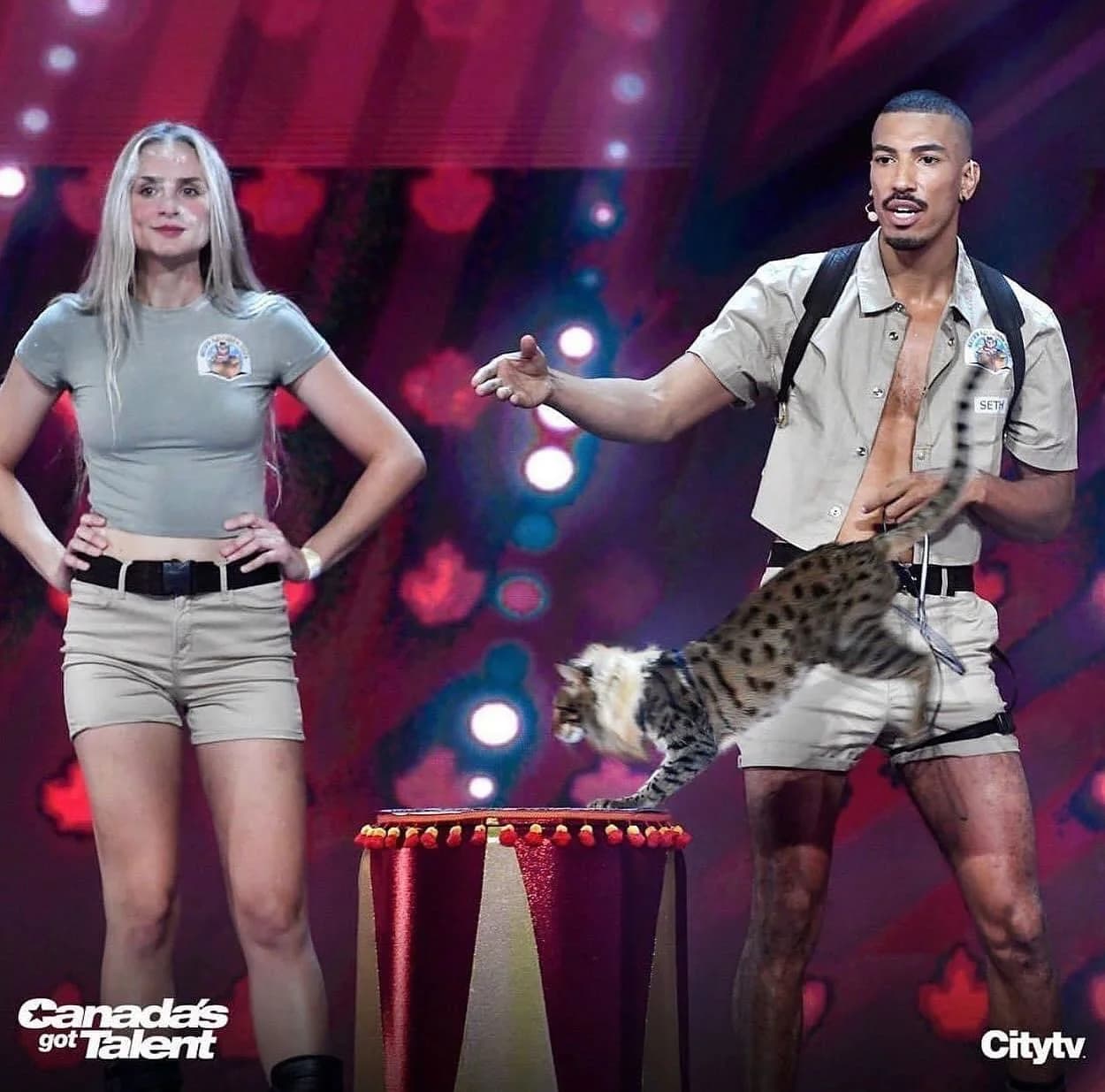 Two Hands On Exotics handlers performing with a serval on the Canada's Got Talent stage on Citytv