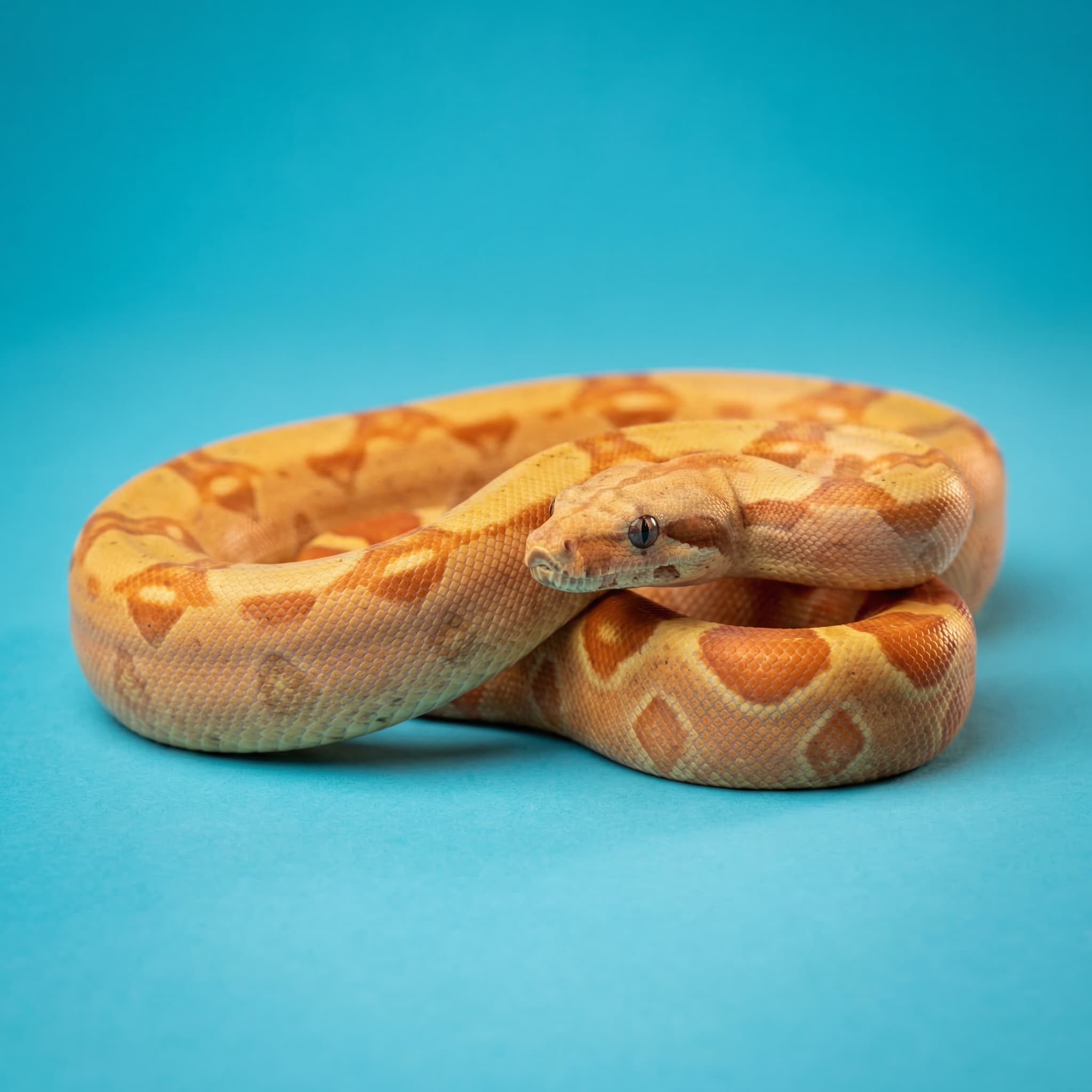 Boa Constrictor