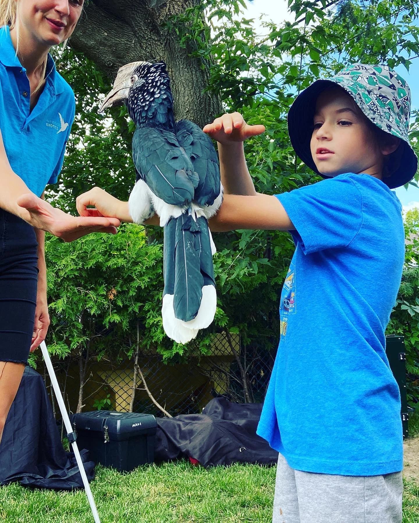Hands On Exotics handler showing a hornbill to a young guest while roaming an outdoor festival