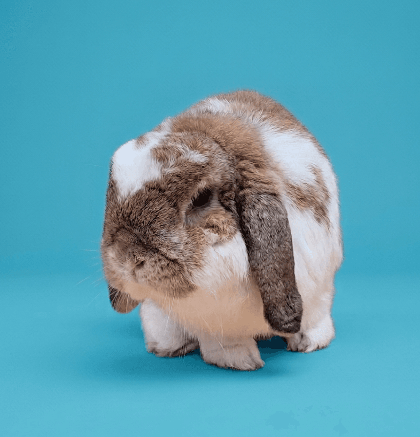 Additional Rabbit