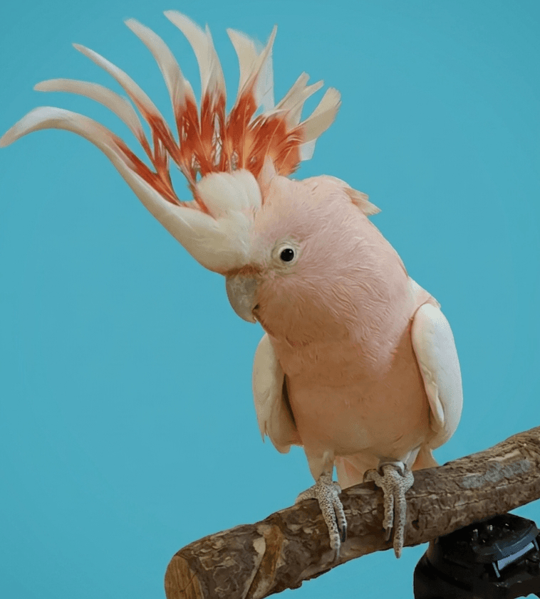 Parrot