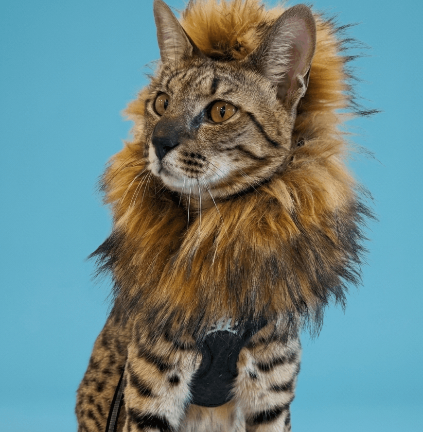 Fang the Savannah Cat