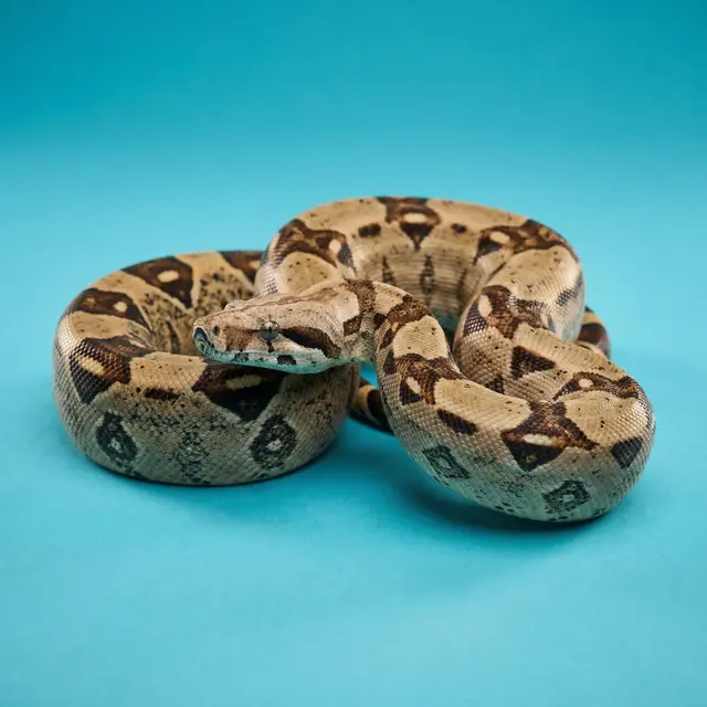 Rigatoni the Boa Constrictor