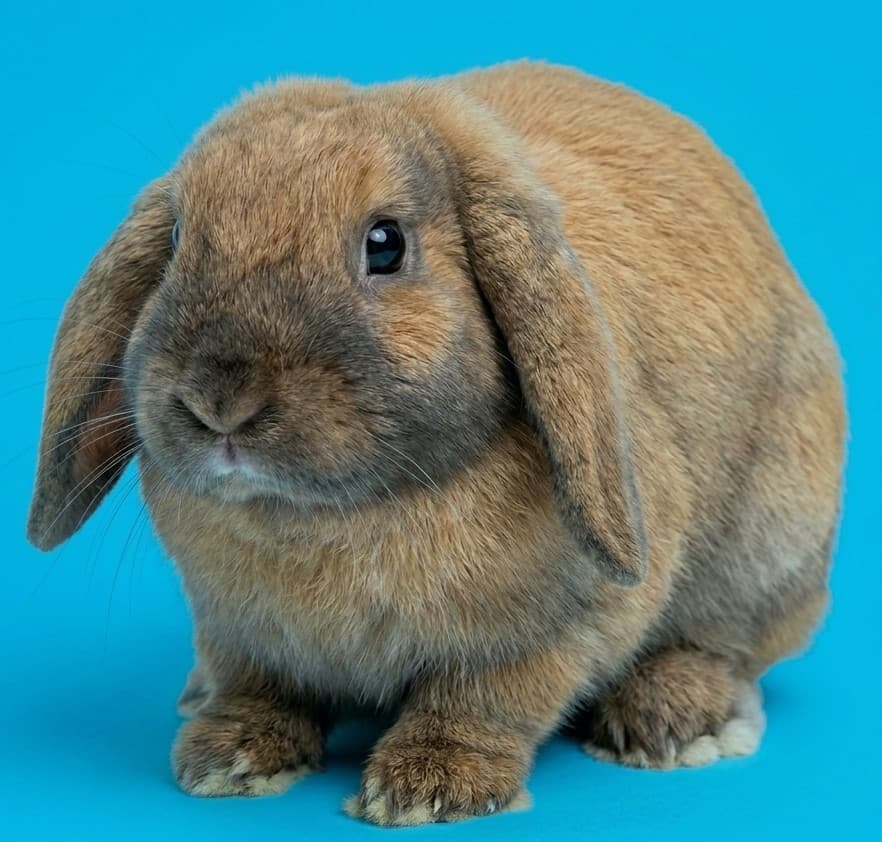 Doritos the Domestic Rabbit