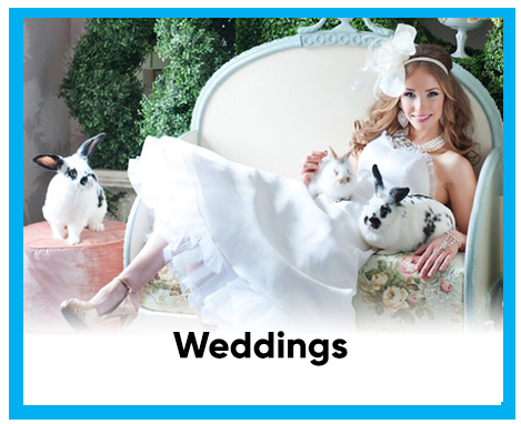 Woman in wedding dress with bunny rabbits that resemble an Alice in Wonderland Theme